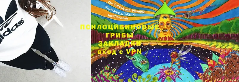 Псилоцибиновые грибы Cubensis  Усолье-Сибирское 